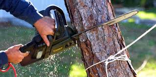 Best Storm Damage Tree Cleanup  in Pueblo West, CO