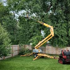 Best Palm Tree Trimming  in Pueblo West, CO