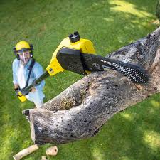 Leaf Removal in Pueblo West, CO