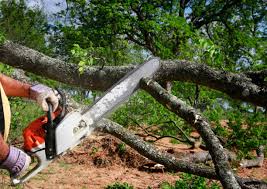 How Our Tree Care Process Works  in Pueblo West, CO