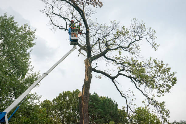 Best Commercial Tree Services  in Pueblo West, CO