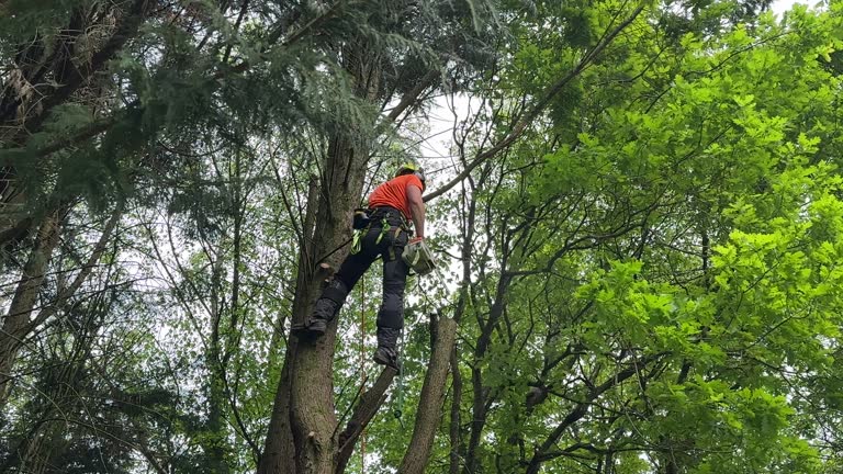 Best Hazardous Tree Removal  in Pueblo West, CO