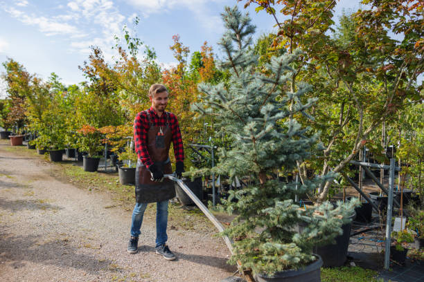 Best Tree Mulching  in Pueblo West, CO