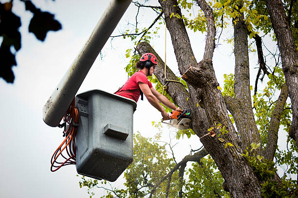 Pueblo West, CO Tree Services Company