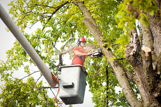 Best Hedge Trimming  in Pueblo West, CO